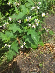 Solanum carolinense