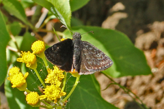 Erynnis persius