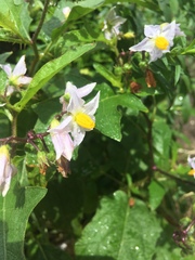 Solanum carolinense