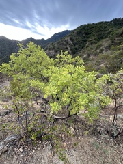 False heather (Brongniartia)