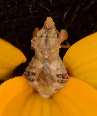 Phymata pacifica stanfordi