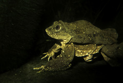 Telmatobius culeus