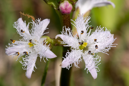 Bogbean