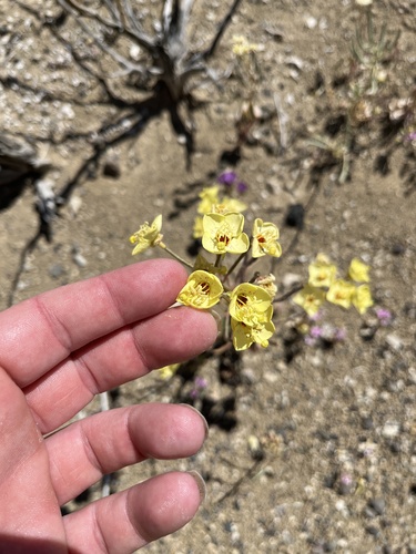 Chylismia munzii (Chylismia munzii)
