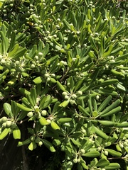 Pittosporaceae