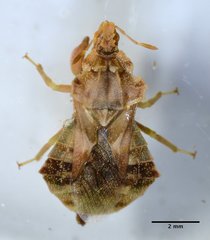 Phymata pacifica stanfordi