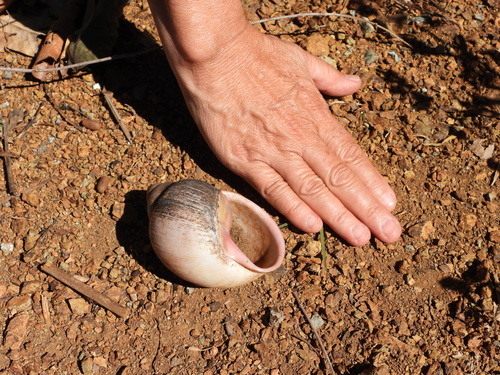 Giant South American Snail