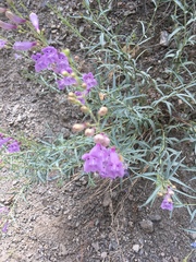 Penstemon sepalulus