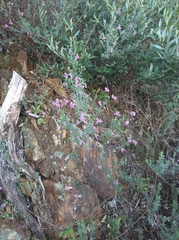 Indigofera filiformis
