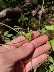 Carex baileyi