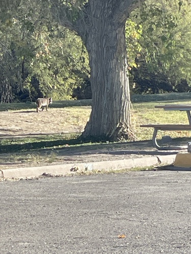 iNaturalist observation 2024-12-11