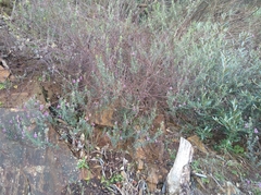 Indigofera filiformis