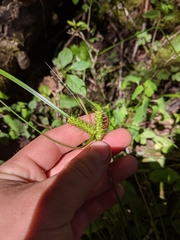 Carex baileyi