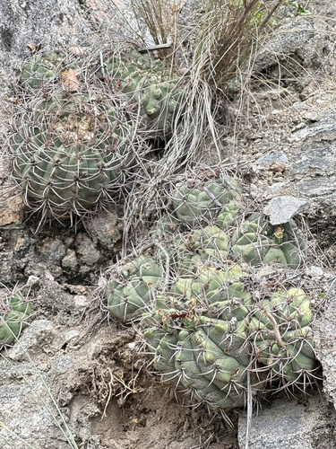 Gymnocalycium nigriareolatum