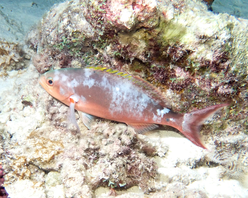 Creole-fish (Paranthias furcifer) — Serranidae — 4