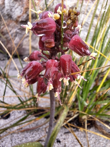 Lachenalia montana