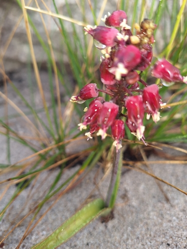 Image of Lachenalia montana by (c) Adele SL, some rights reserved (CC BY)