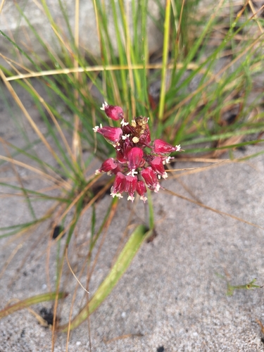 Lachenalia montana