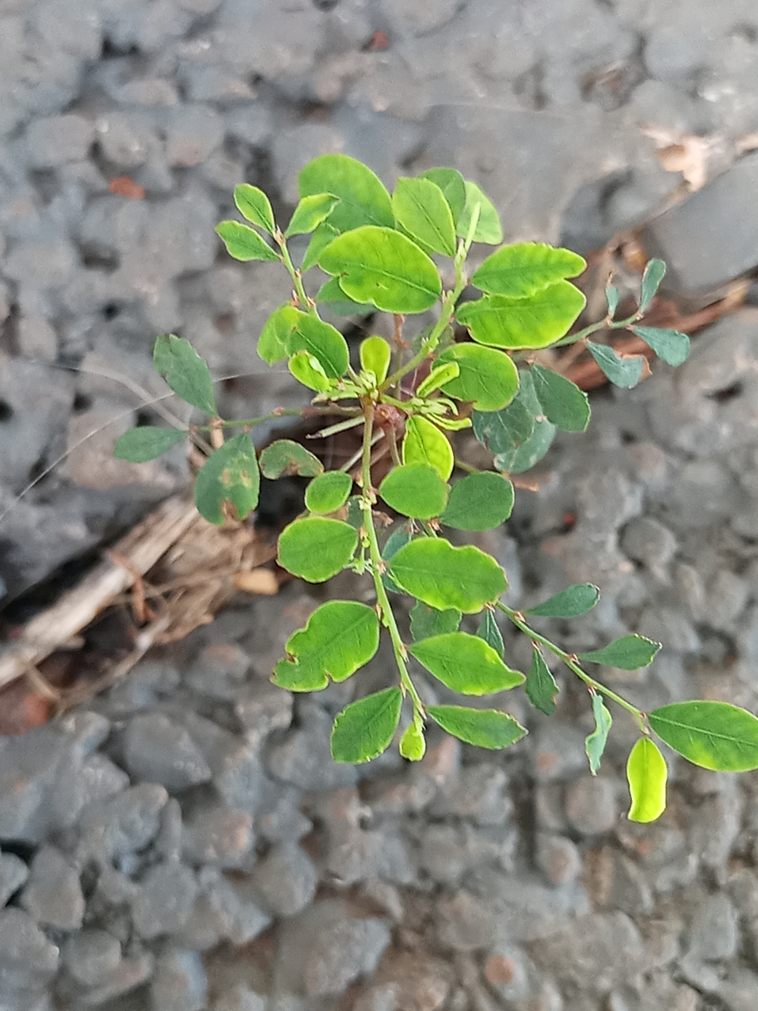 Phyllanthus tenellus