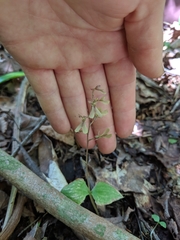 Neottia smallii