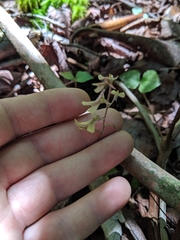 Neottia smallii
