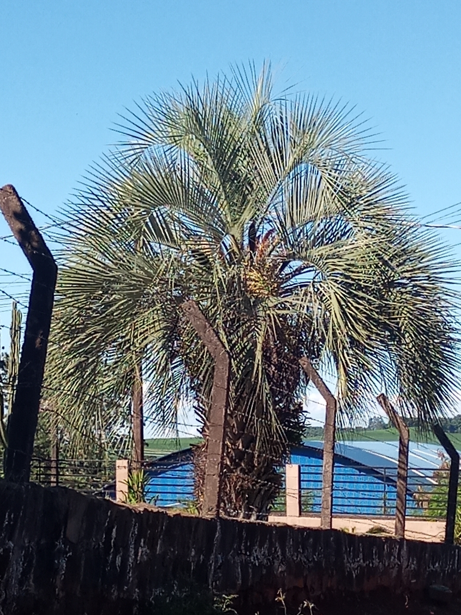 Butia odorata