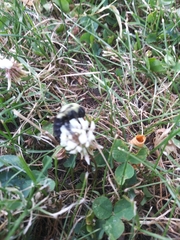 Bombus impatiens