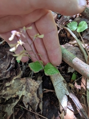 Neottia smallii