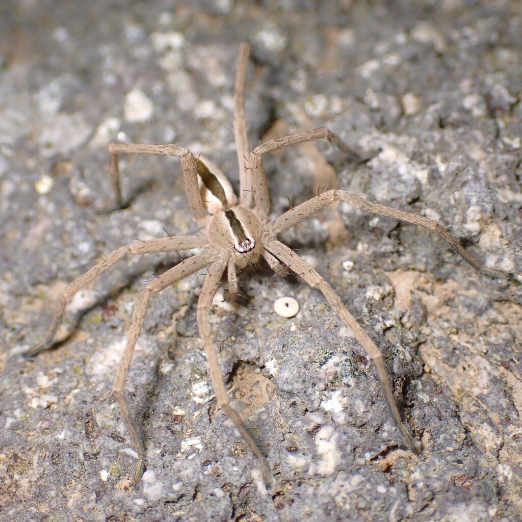 Micrommata biggi