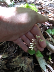 Neottia smallii