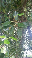 Ilex × altaclerensis