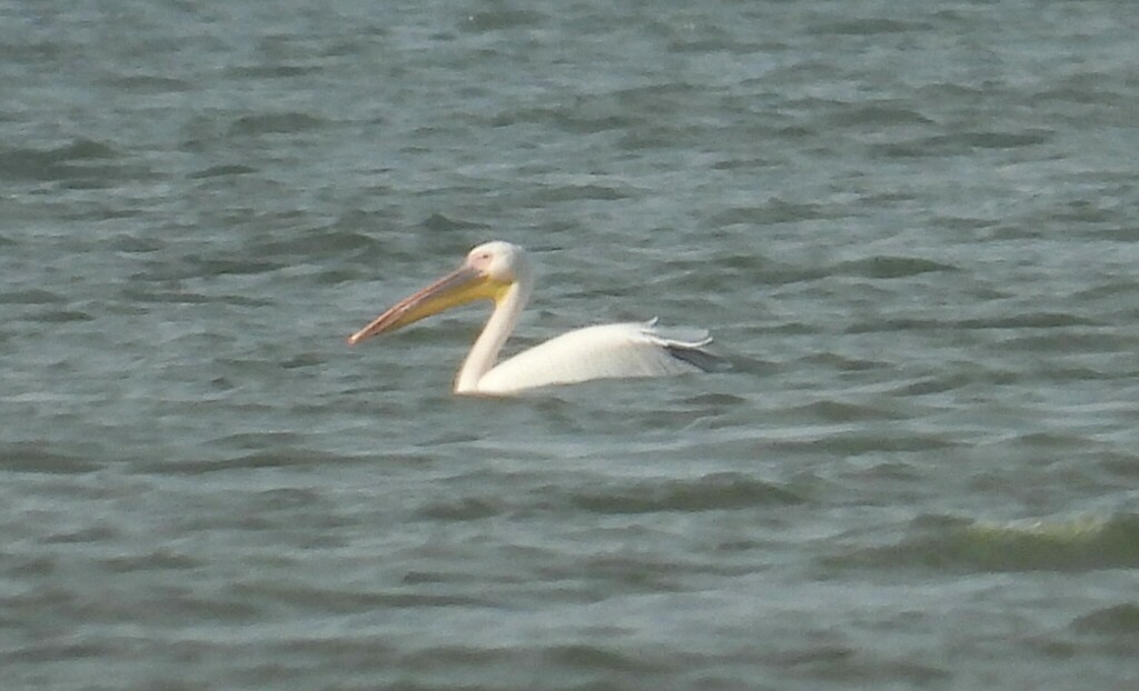 큰사다새 from Одесская область, Украина... Фоміна · iNaturalist 큰사다새 (Pelecanus onocrotalus)