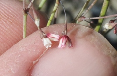 Eriogonum esmeraldense esmeraldense