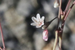 Eriogonum esmeraldense esmeraldense