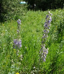 Delphinium × occidentale