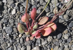 Eriogonum esmeraldense esmeraldense