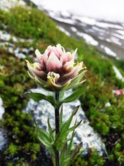 Castilleja parviflora