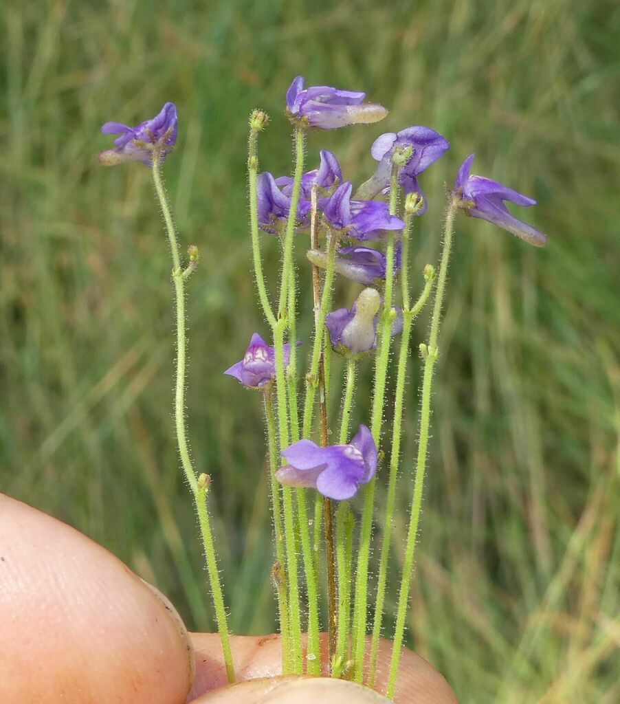 Genlisea stapfii A.Chev.