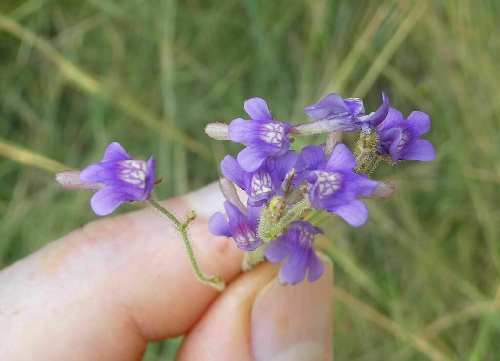 Genlisea stapfii A.Chev. 2