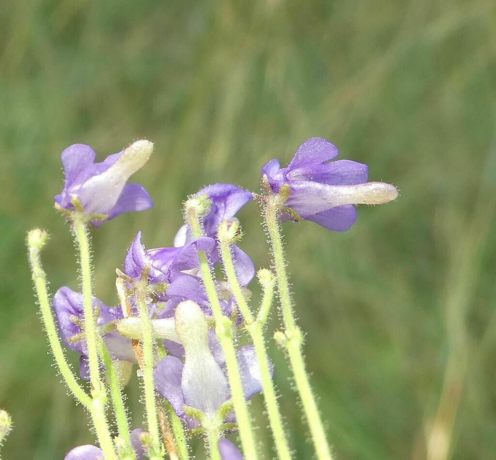 Genlisea stapfii A.Chev. 3