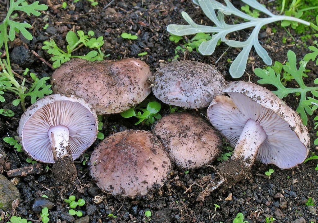 Tricholosporum palmense