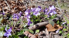 Viola hirta