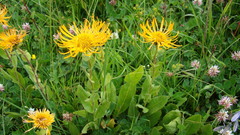 Pentanema orientale