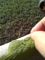 Celticecis spiniformis