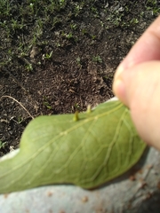 Celticecis spiniformis