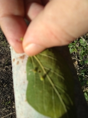 Celticecis spiniformis