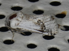 Parahypopta caestrum