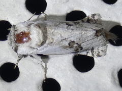 Parahypopta caestrum