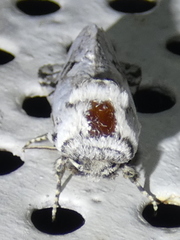 Parahypopta caestrum
