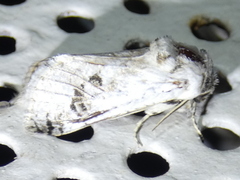 Parahypopta caestrum